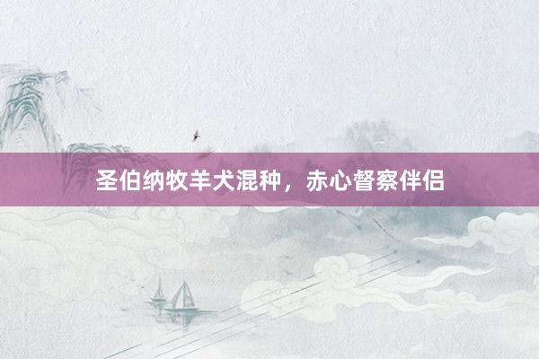 圣伯纳牧羊犬混种，赤心督察伴侣